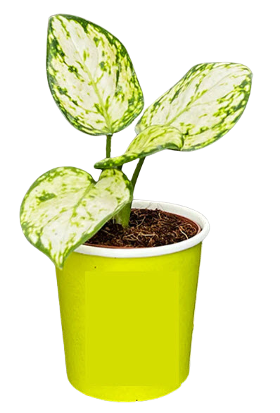 2" Aglaonema Super White